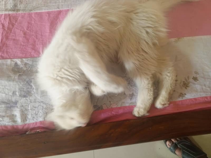 white cat 4