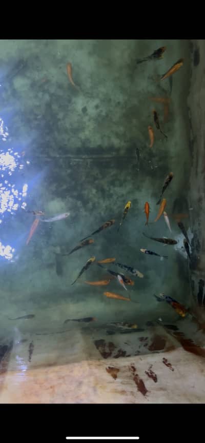 Koi carp wholesale