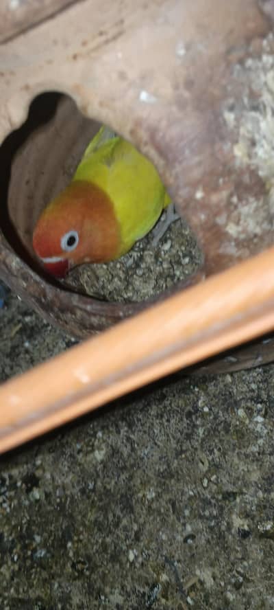 2 pair ha loverbirds 4000 ke dono pair   breeding pair ha