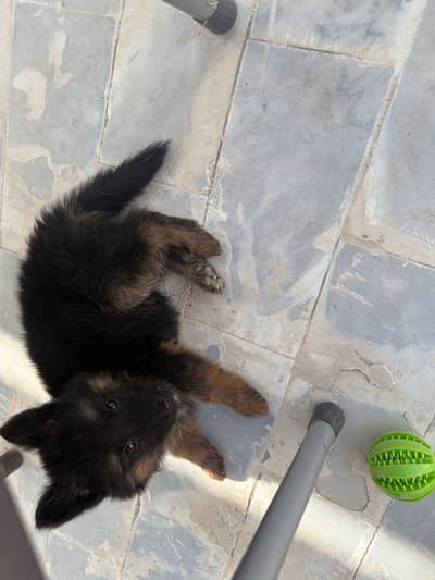 2 months old , pure bred German shepherd