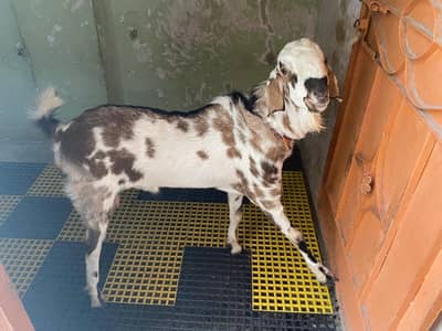 Beautiful Spotted Teddy Bakra for Sale | Healthy & Active
