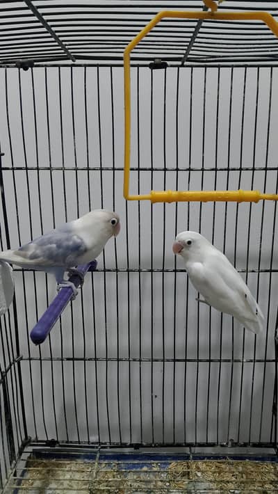 Cage with pair for sell