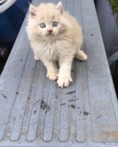 Quality Persian panch face cat and kitten WhatsAp 03286040437