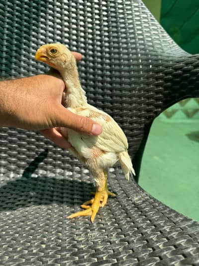 Top Quality Parrotbeak Longtail Aseel