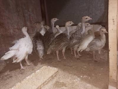 Turkey Bird Chicks