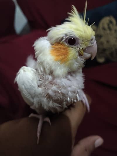 healthy chicks common white