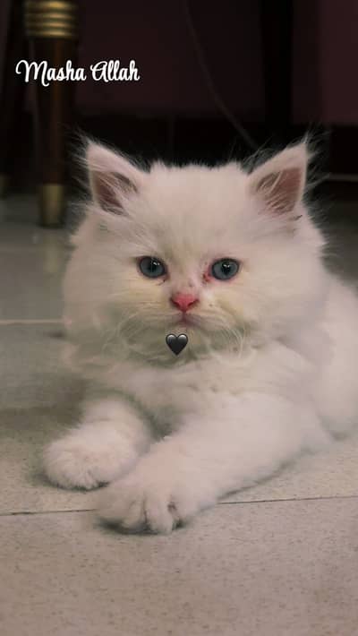 British Long Hair Male 3months