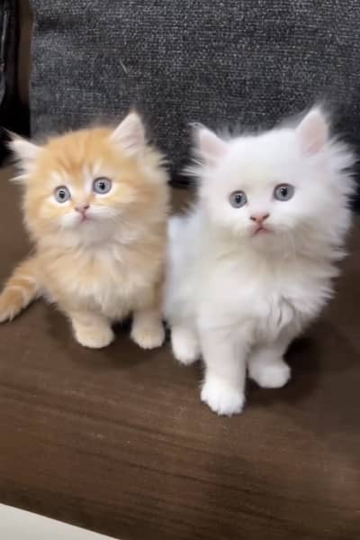 Quality Persian panch face cat and kitten WhatsAp 03286040437