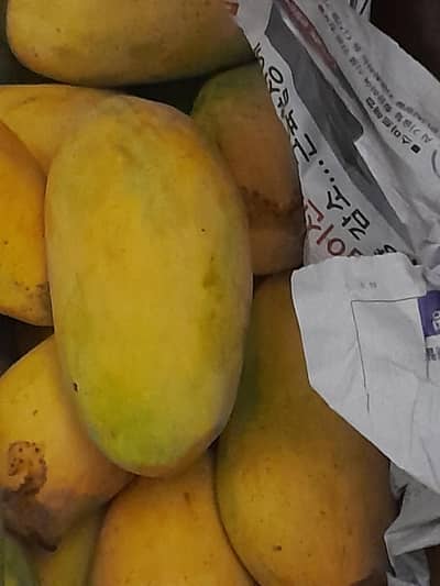 mango 