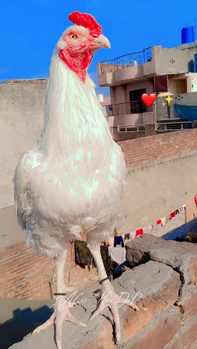 pure heera aseel