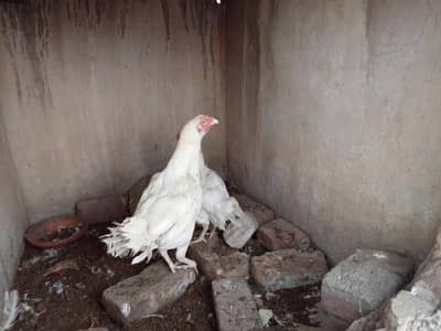 aseel heera murgi for sale