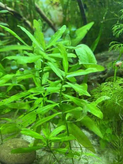 Aquarium Plants