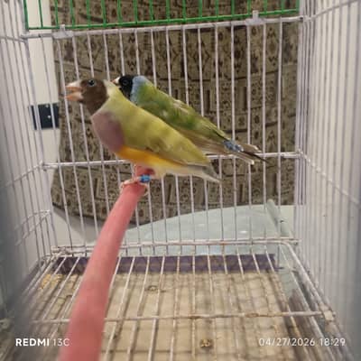 Bruno female with split Bruno male,redeye female with split male