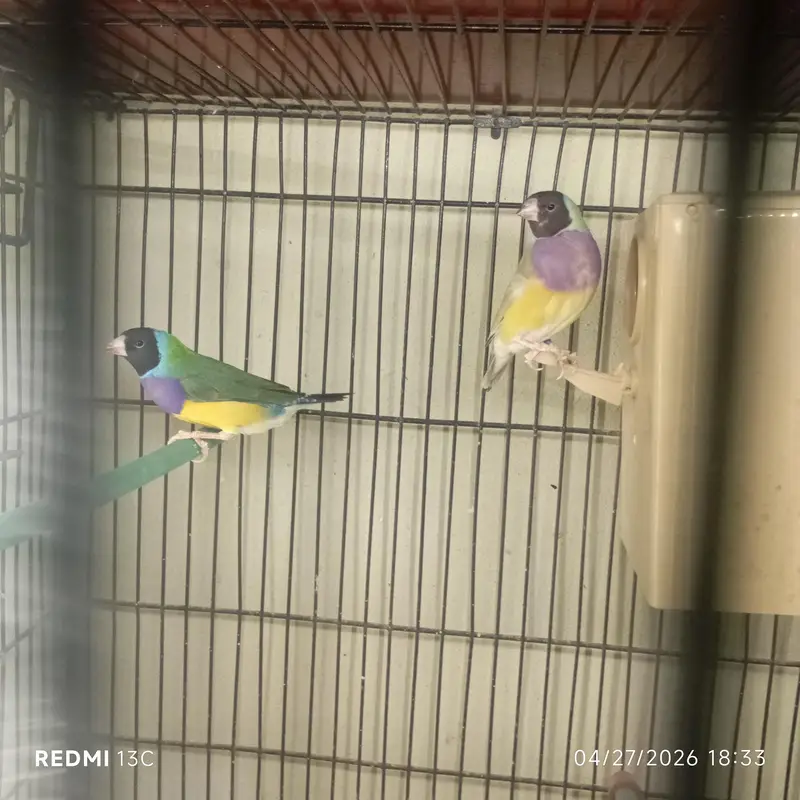 Bruno female with split Bruno male,redeye female with split male — photo 2