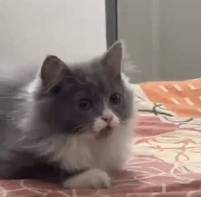Cat for sale in lahore