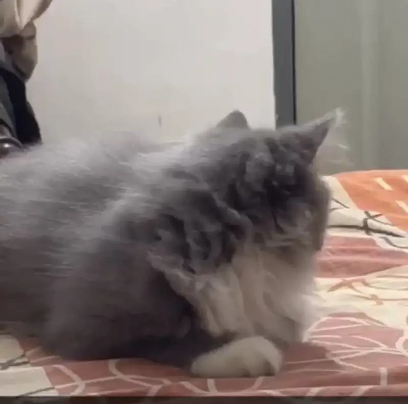 Cat for sale in lahore — photo 2