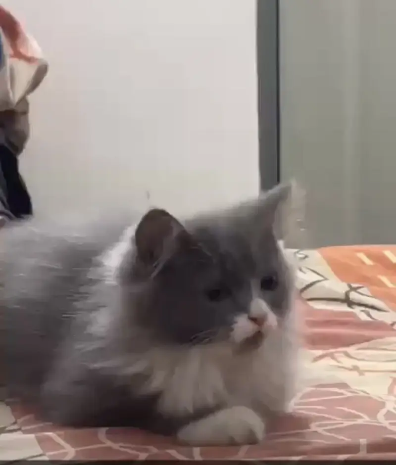 Cat for sale in lahore — photo 3