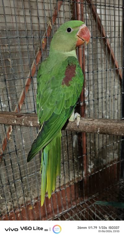 kashmiri Raw Jambo Saiz Self Feed Male Chick
