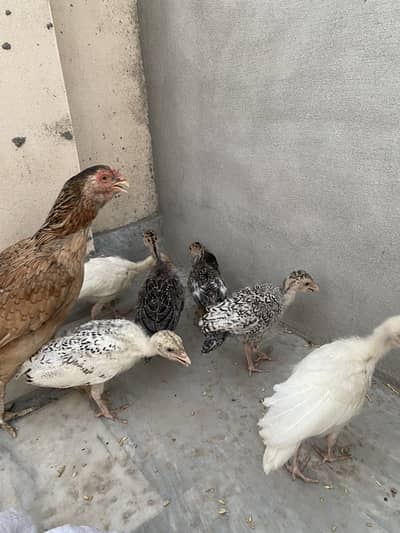 Turkey bird for sale