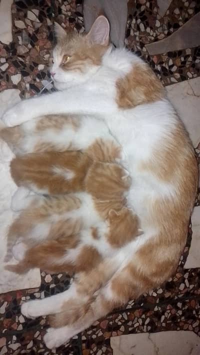 kittens