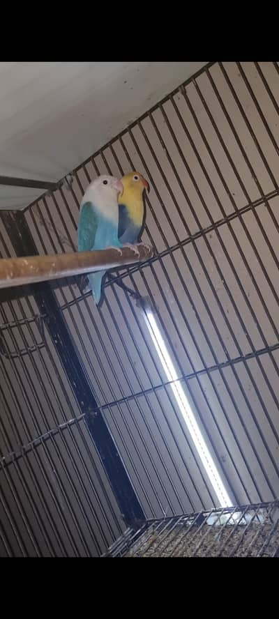 Palefellow Lovebird Pairs