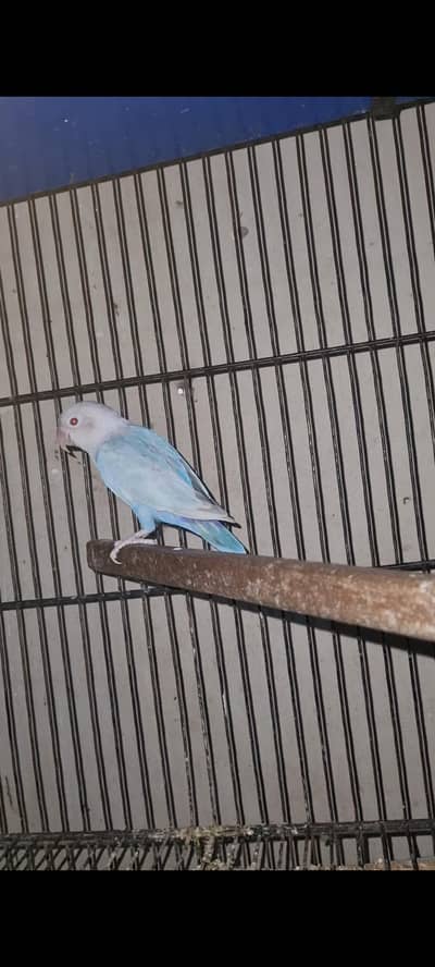 Palefellow Lovebird Pair