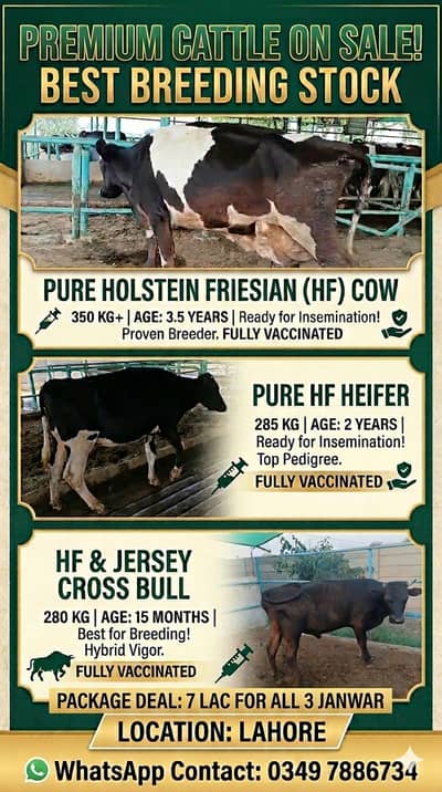 Cows for sale | Bull for breeding | Heifer + Cow + Bull in 7 Lac