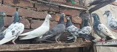 Chapray goldan sialkoti pigeons for sale.
