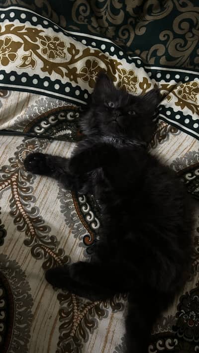 A little black active kitten with green eyes for sale