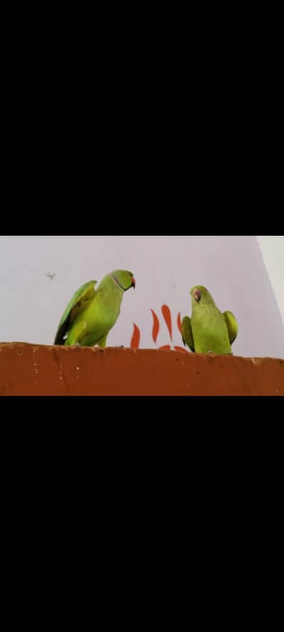 parrot