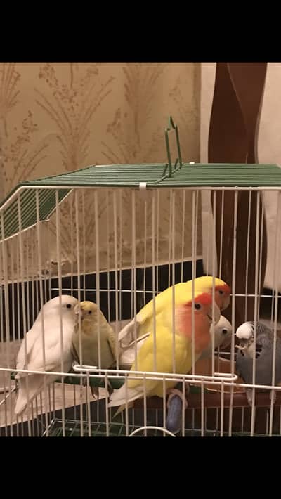 Love birds