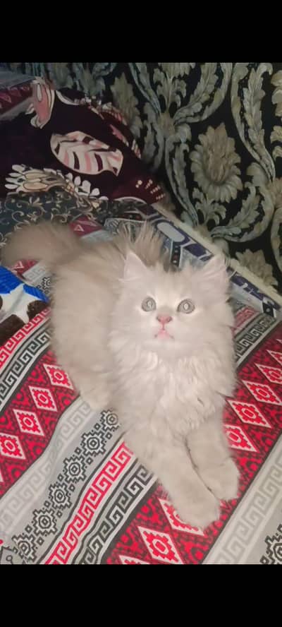 Sale a Persian cat