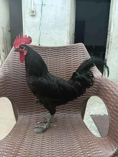 astrolop hens
