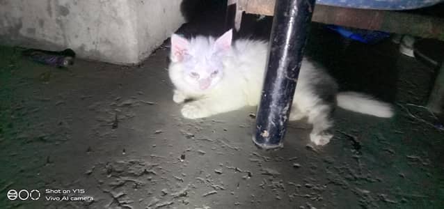 Persian Two Females Double Kittens Available In Okara City