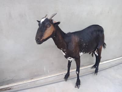 Hiran teddy bakri with 2 male kids  makkha chini