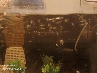 Guppy Juvenile