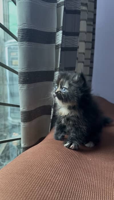 Persian Female Kitten
