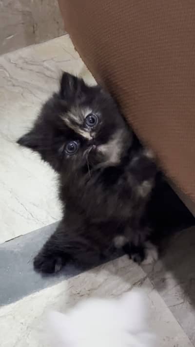 Persian Female Kitten