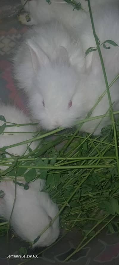 Rabbits Angora