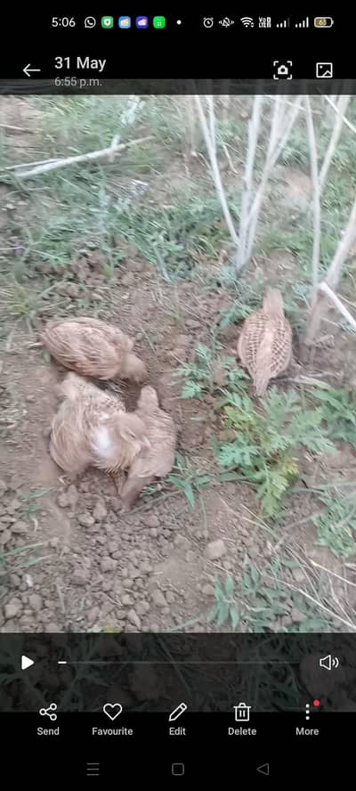 4 month pure irani chicks . Hand tamed. fully healthy and active.