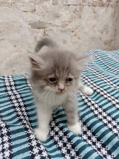 BEAUtifully KITTEN
