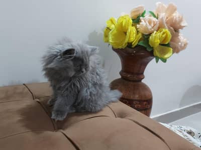 my 3 kitten for sale