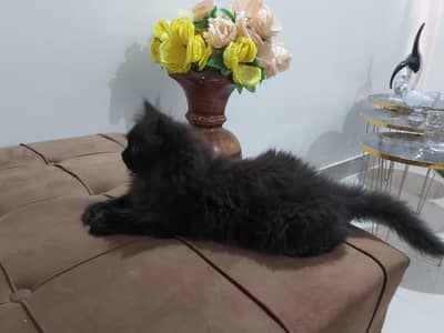 my black colour kitten for sale