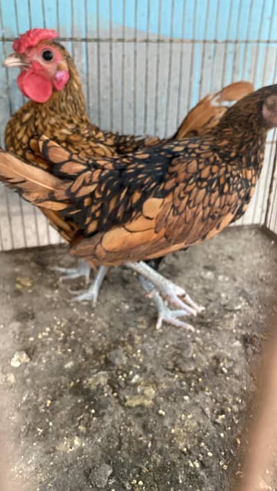 golden subright bantom