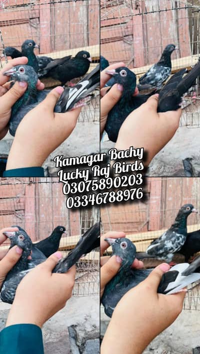 Pigeons
