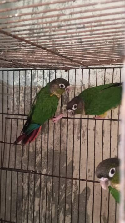 Sun conure chicks