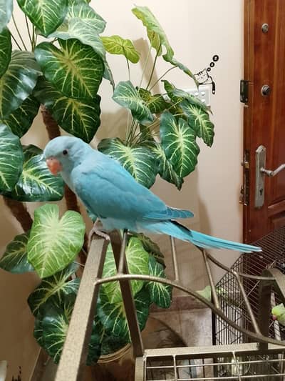Blue Ringneck