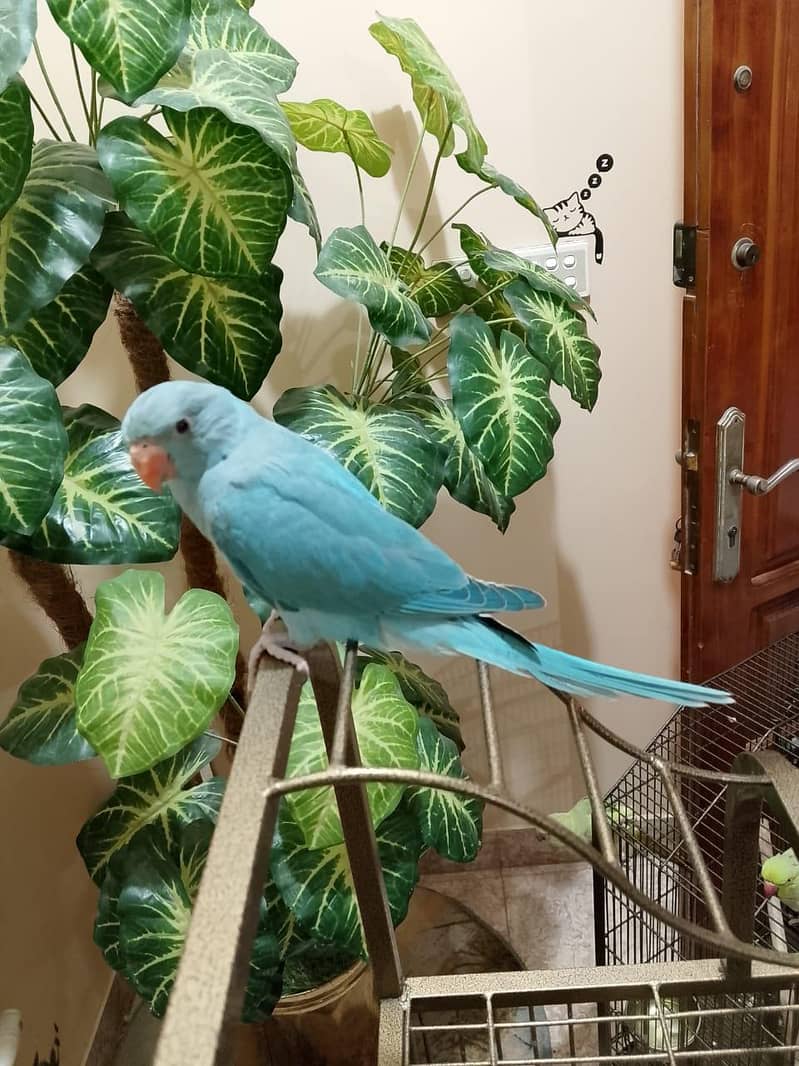 Blue Ringneck 0