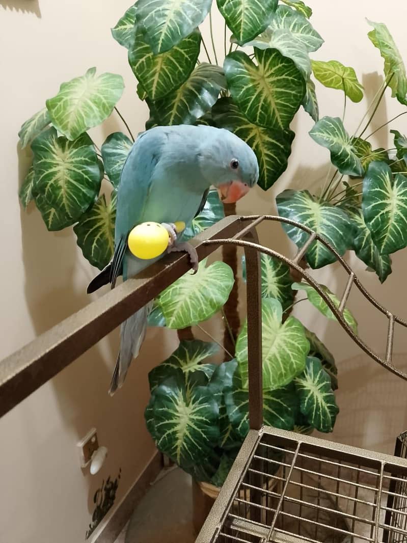 Blue Ringneck 1