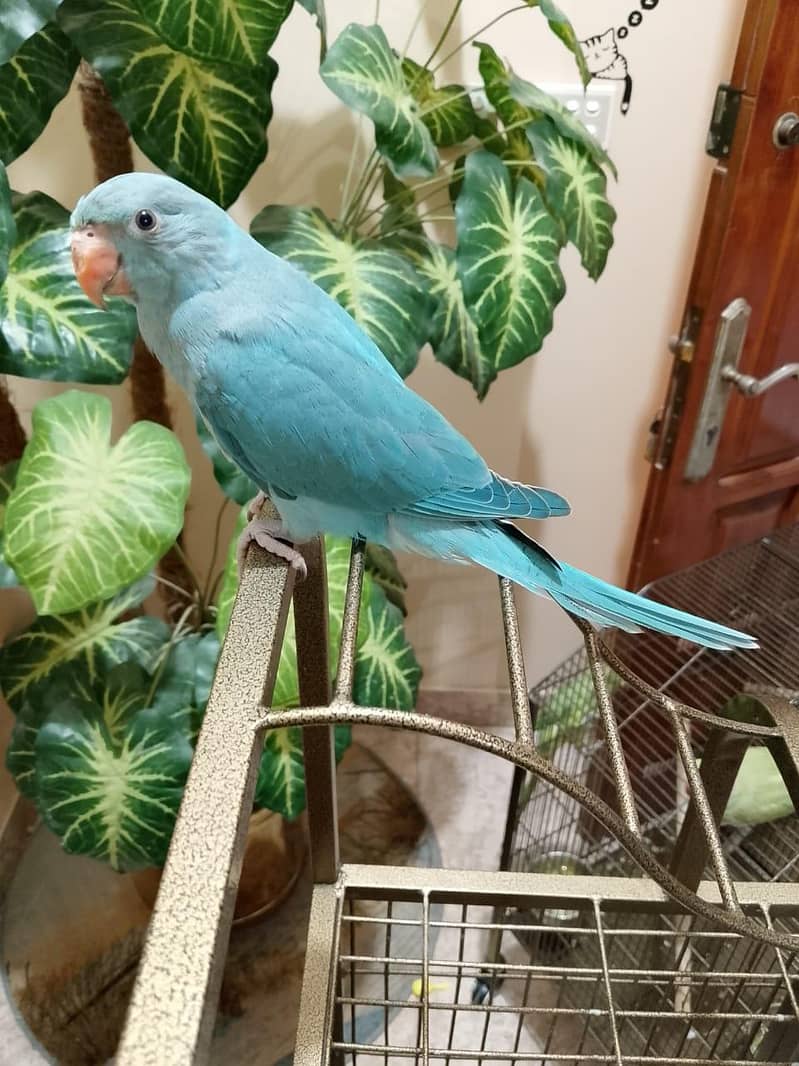 Blue Ringneck 2